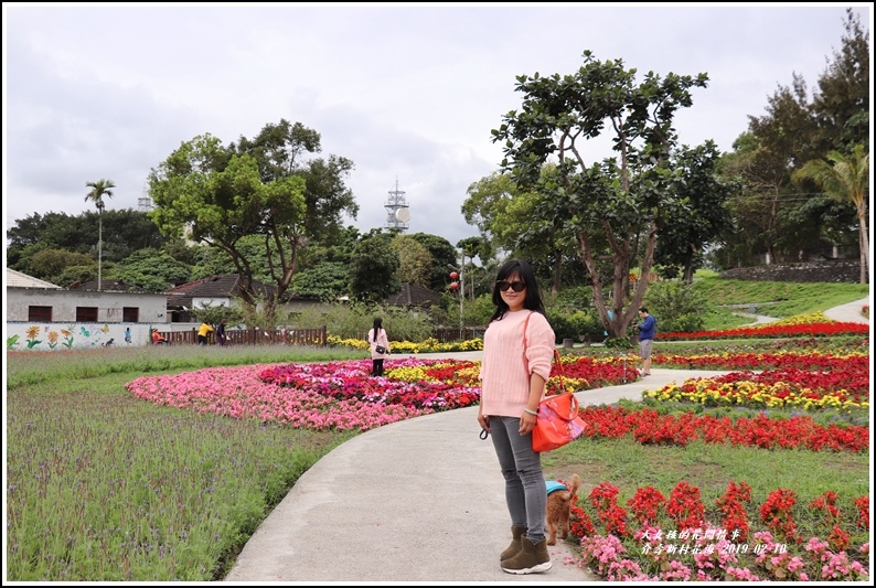 介壽新村花海-2019-02-11.jpg 介壽新村花海-2019-02-11.jpg