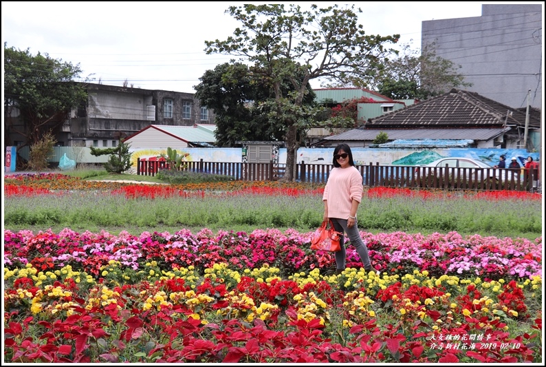 介壽新村花海-2019-02-14.jpg 介壽新村花海-2019-02-14.jpg
