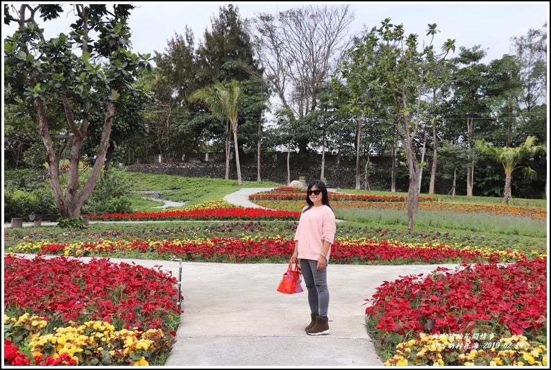 介壽新村花海-2019-02-18.jpg 介壽新村花海-2019-02-18.jpg