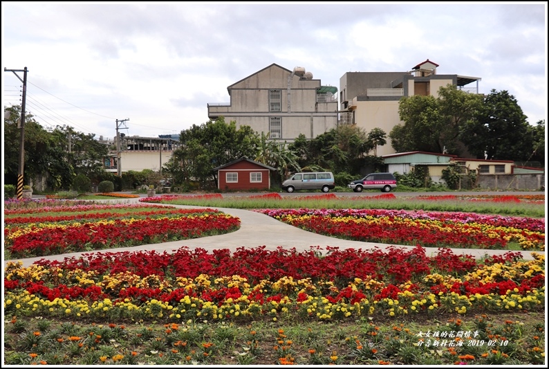 介壽新村花海-2019-02-25.jpg 介壽新村花海-2019-02-25.jpg