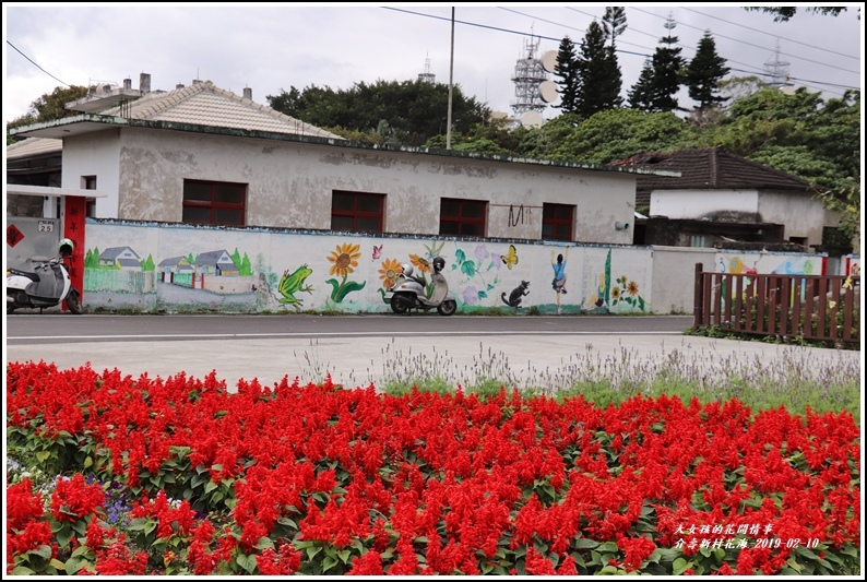 介壽新村花海-2019-02-26.jpg 介壽新村花海-2019-02-26.jpg