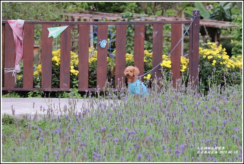 介壽新村花海-2019-02-27.jpg 介壽新村花海-2019-02-27.jpg