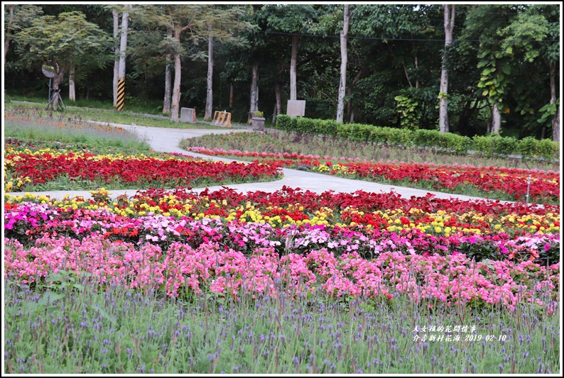 介壽新村花海-2019-02-28.jpg