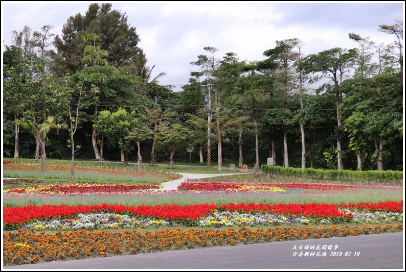 介壽新村花海-2019-02-29.jpg