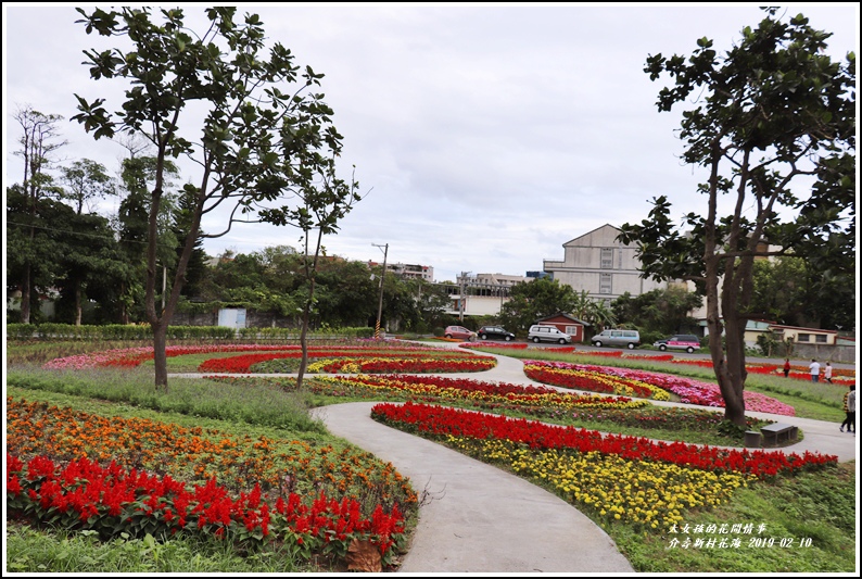 介壽新村花海-2019-02-31.jpg 介壽新村花海-2019-02-31.jpg