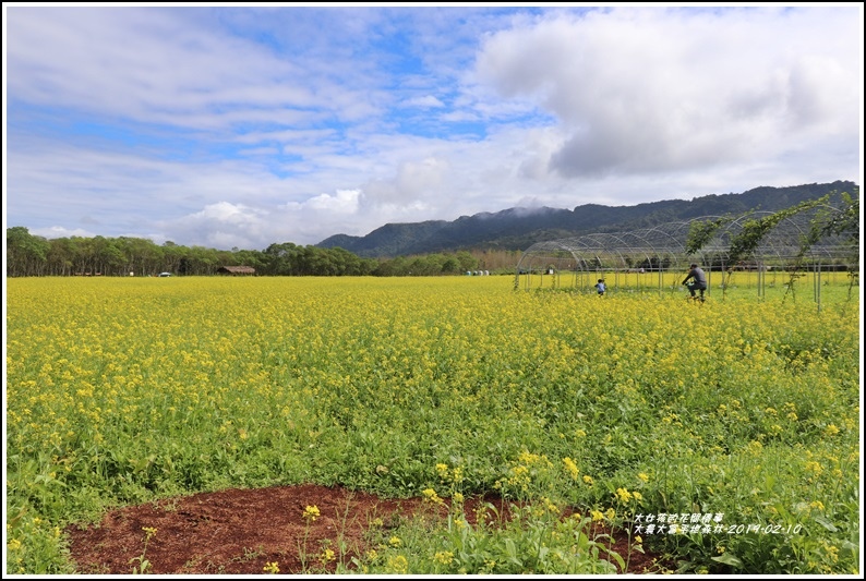 大農大富平地森林,油菜花海,花蓮版伯朗大道,自行車道,縱谷彩廊,日地月池,七彩釣竿橋,花蓮,光復,油菜花,花海,花田,打卡