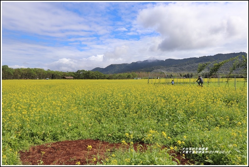 大農大富平地森林-2019-02-64.jpg