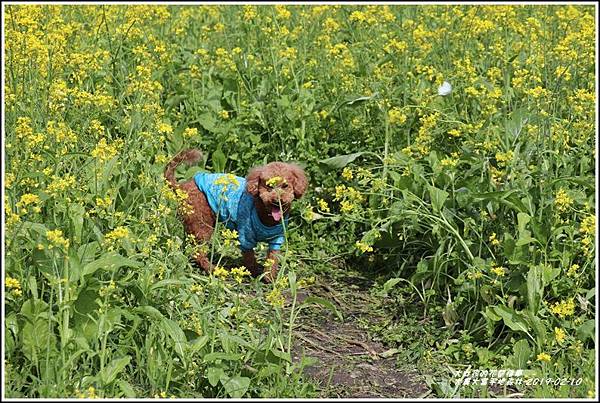 大農大富平地森林-2019-02-76.jpg