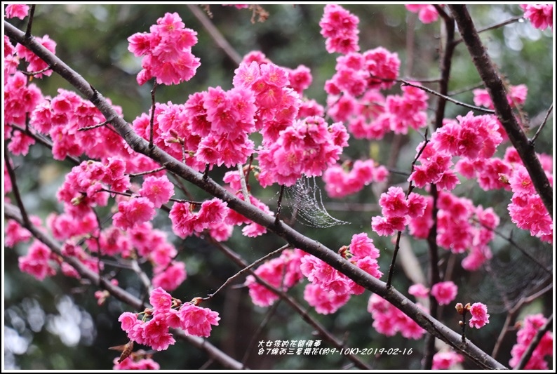 台7線丙三星櫻花-2019-02-01.jpg