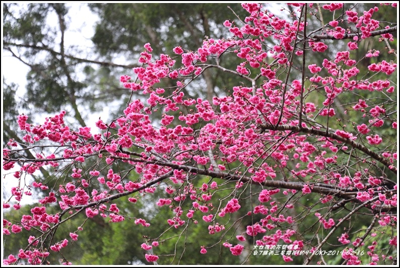 台7線丙三星櫻花-2019-02-03.jpg