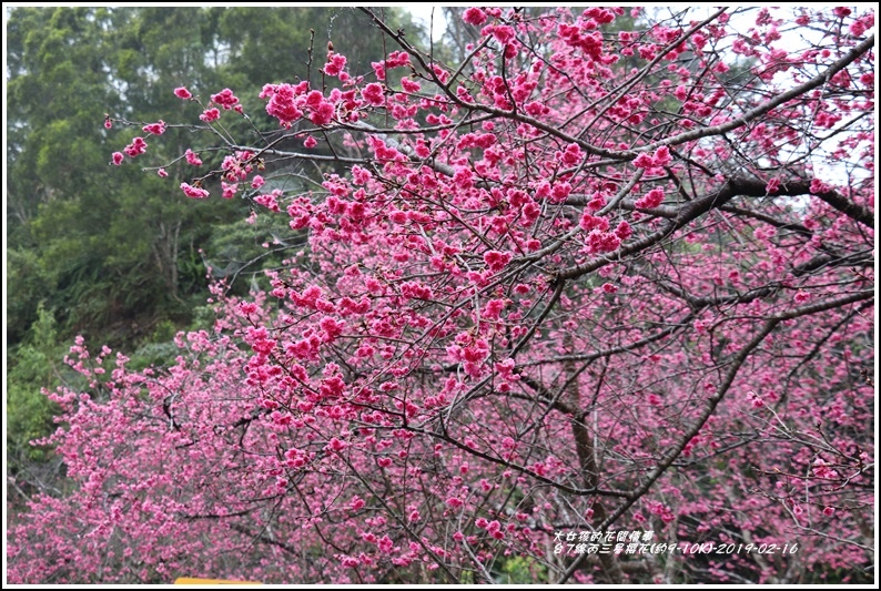 台7線丙三星櫻花-2019-02-04.jpg