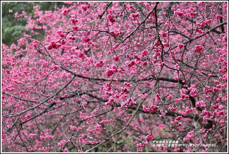 台7線丙三星櫻花-2019-02-07.jpg