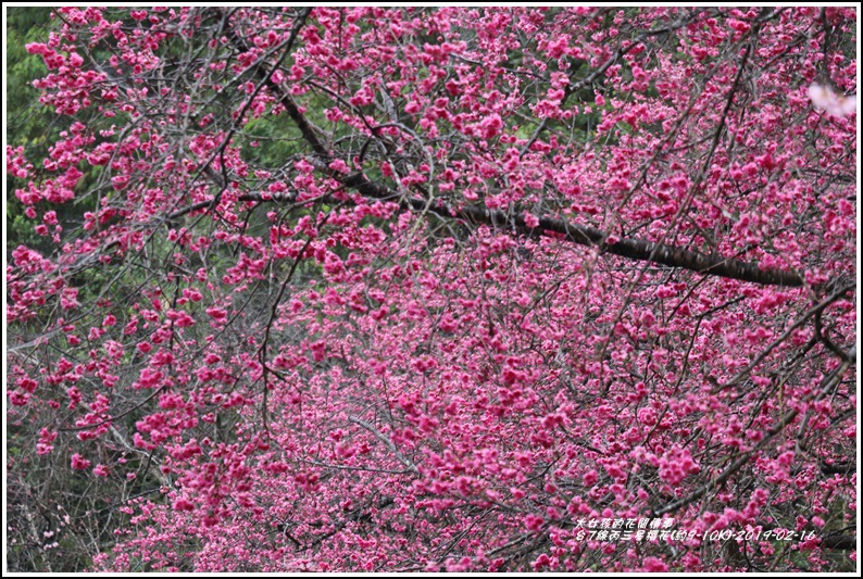 台7線丙三星櫻花-2019-02-12.jpg