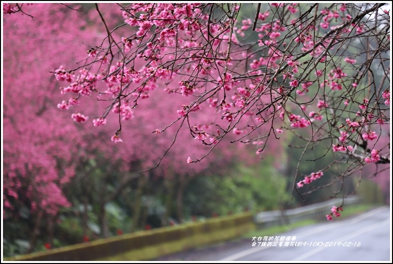 台7線丙三星櫻花-2019-02-14.jpg