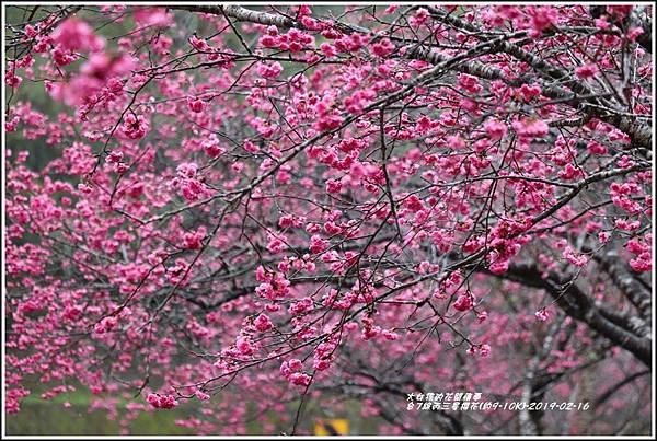 台7線丙三星櫻花-2019-02-17.jpg