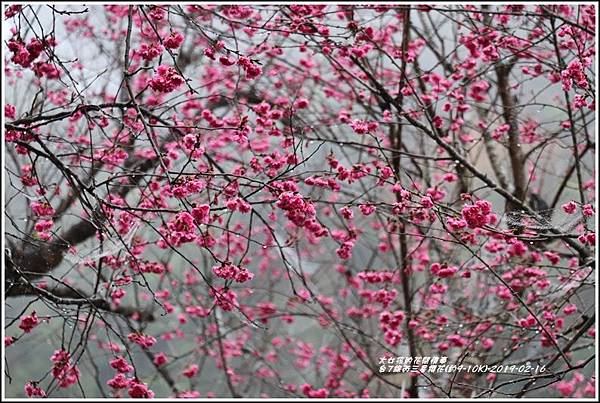 台7線丙三星櫻花-2019-02-22.jpg