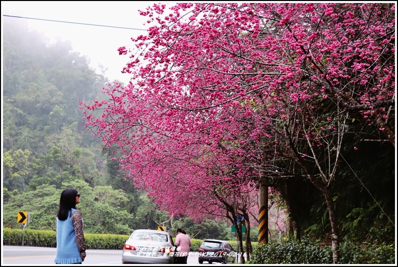 ,宜蘭,三星,台7丙線,櫻花,賞櫻,百岳,小百岳,步道,神木,