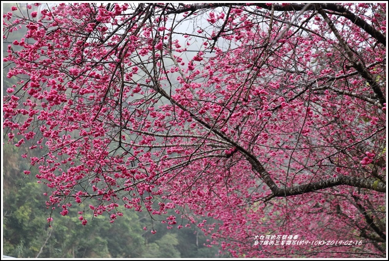 台7線丙三星櫻花-2019-02-36.jpg