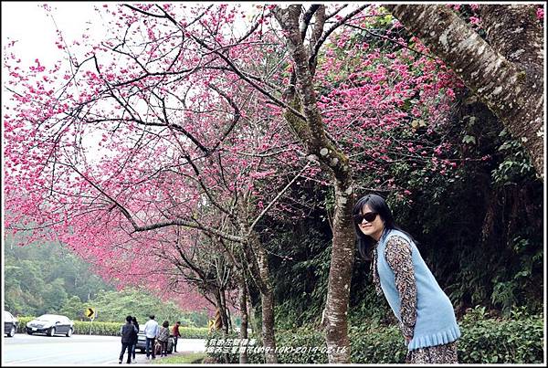 台7線丙三星櫻花-2019-02-39.jpg