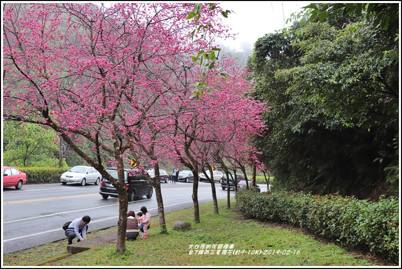 台7線丙三星櫻花-2019-02-43.jpg