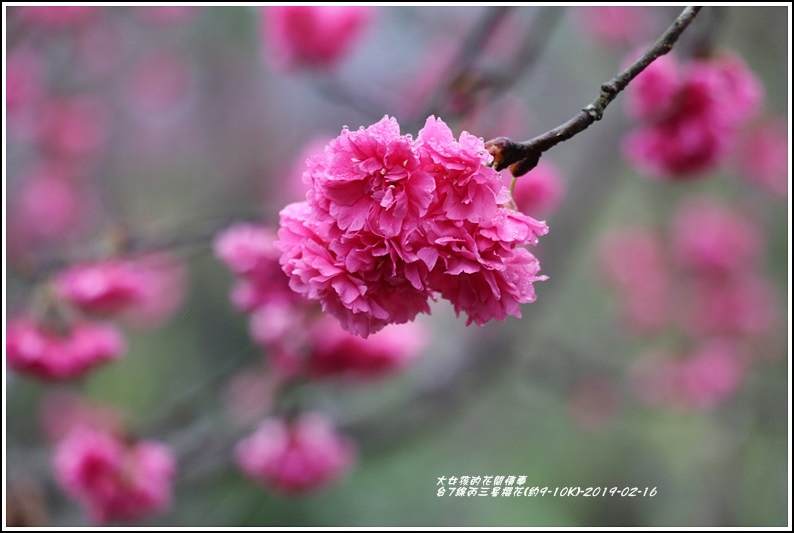 台7線丙三星櫻花-2019-02-46.jpg