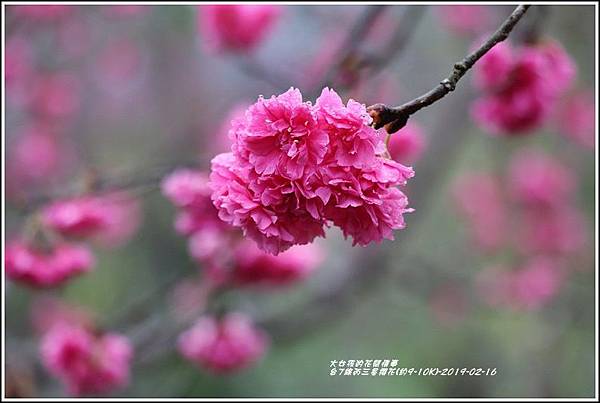 台7線丙三星櫻花-2019-02-46.jpg