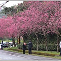 台7線丙三星櫻花-2019-02-48.jpg