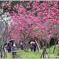 台7線丙三星櫻花-2019-02-49.jpg