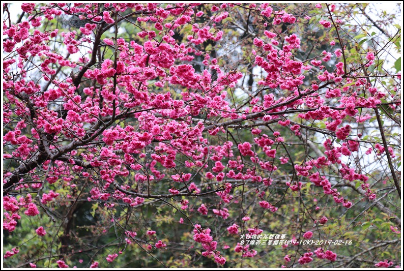 台7線丙三星櫻花-2019-02-52.jpg