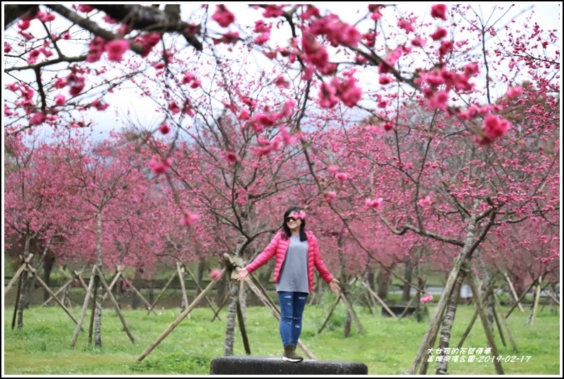 大同崙埤河濱櫻花公園-2019-02-04.jpg