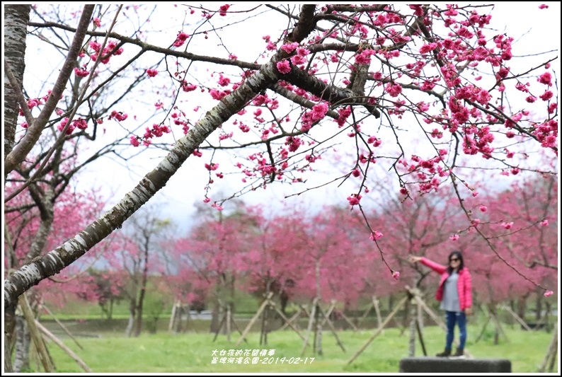 大同崙埤河濱櫻花公園-2019-02-06.jpg