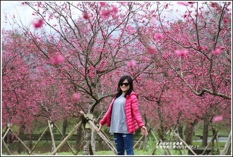 大同崙埤河濱櫻花公園-2019-02-05.jpg