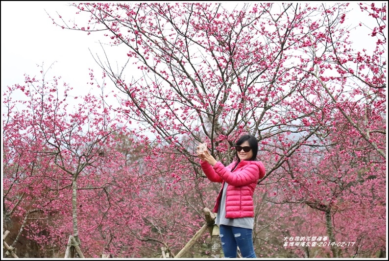 大同崙埤河濱櫻花公園-2019-02-08.jpg