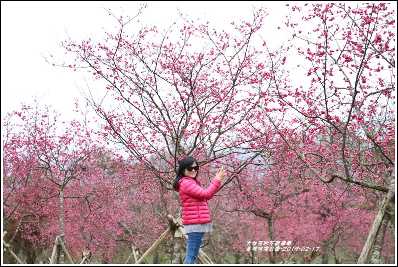 大同崙埤河濱櫻花公園-2019-02-07.jpg