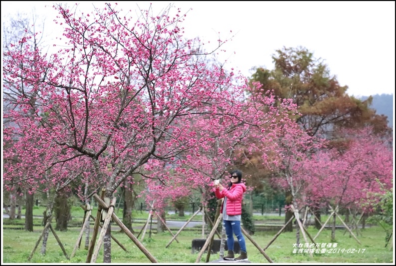 大同崙埤河濱櫻花公園-2019-02-10.jpg