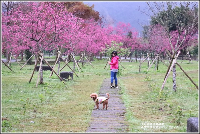 大同崙埤河濱櫻花公園-2019-02-09.jpg