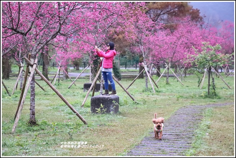 大同崙埤河濱櫻花公園-2019-02-12.jpg