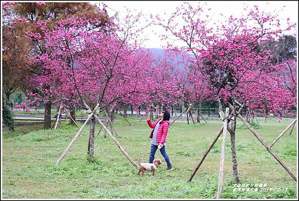 大同崙埤河濱櫻花公園-2019-02-14.jpg