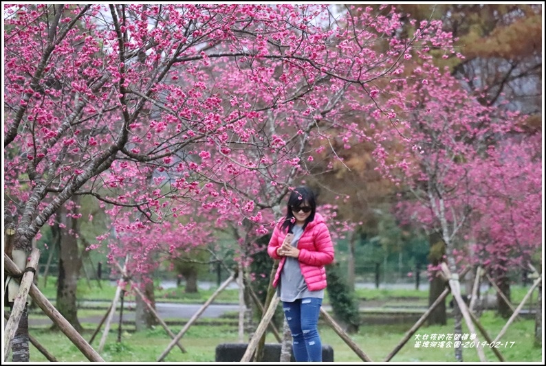 大同崙埤河濱櫻花公園-2019-02-13.jpg