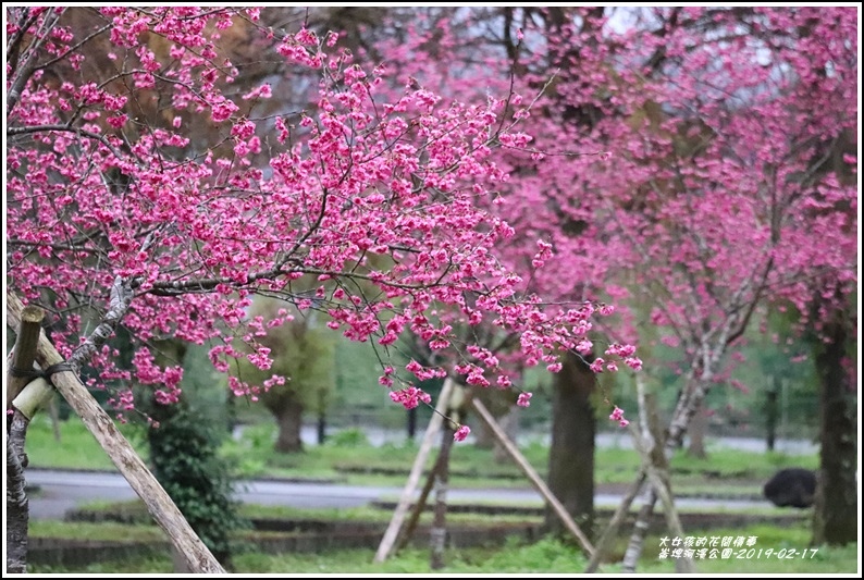 大同崙埤河濱櫻花公園-2019-02-17.jpg