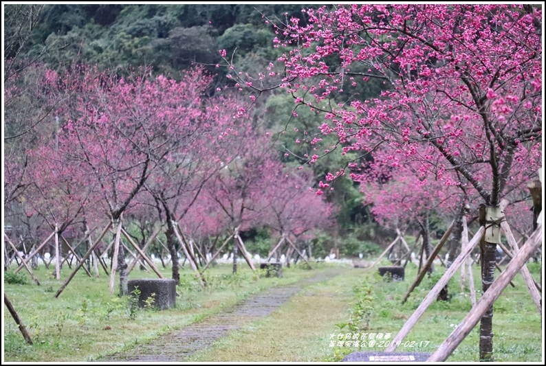 大同崙埤河濱櫻花公園-2019-02-16.jpg