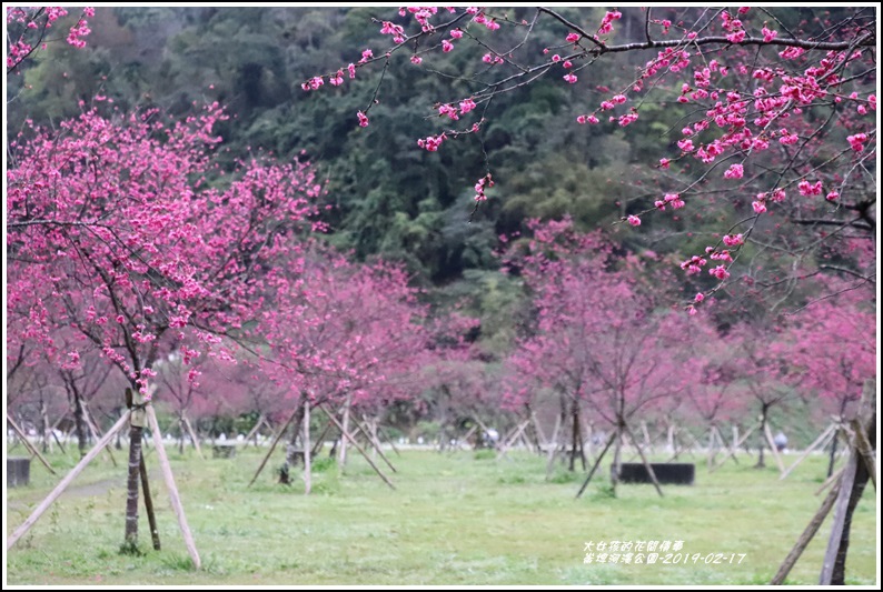 大同崙埤河濱櫻花公園-2019-02-19.jpg