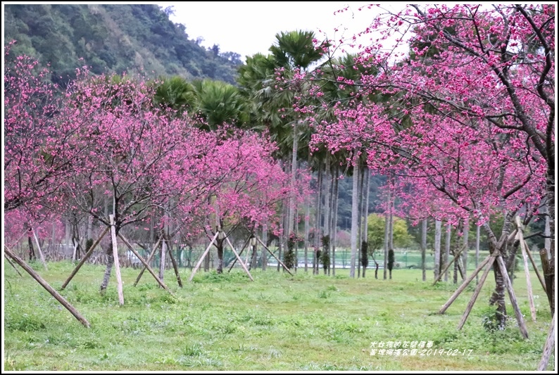 大同崙埤河濱櫻花公園-2019-02-18.jpg