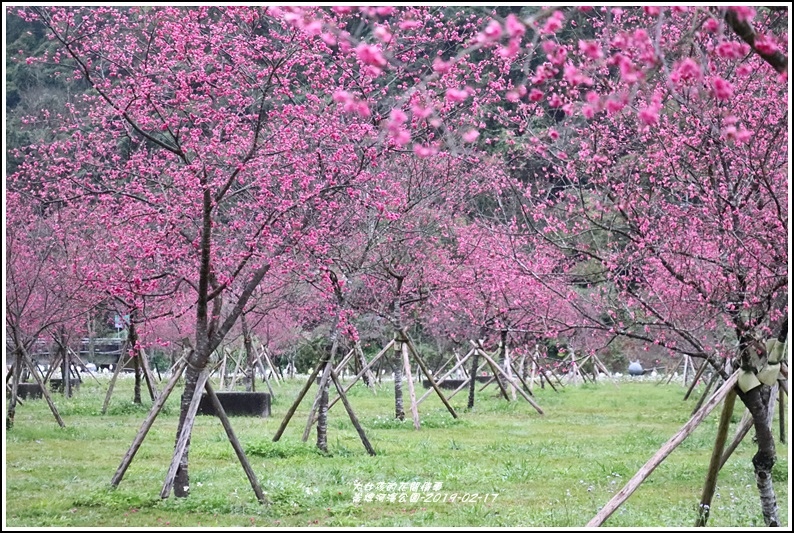 大同崙埤河濱櫻花公園-2019-02-20.jpg