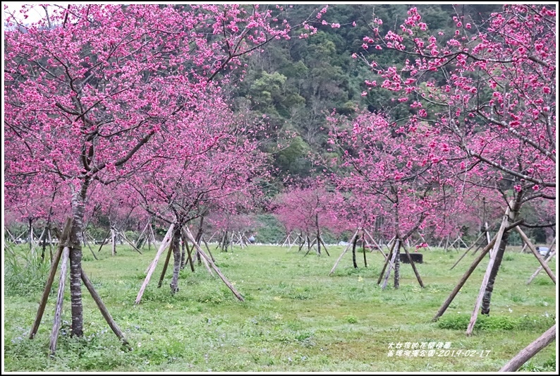 大同崙埤河濱櫻花公園-2019-02-21.jpg