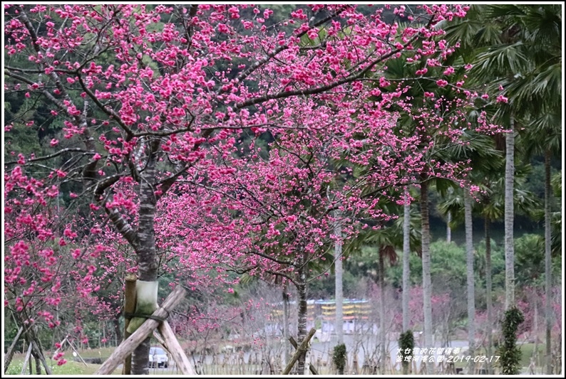 大同崙埤河濱櫻花公園-2019-02-23.jpg