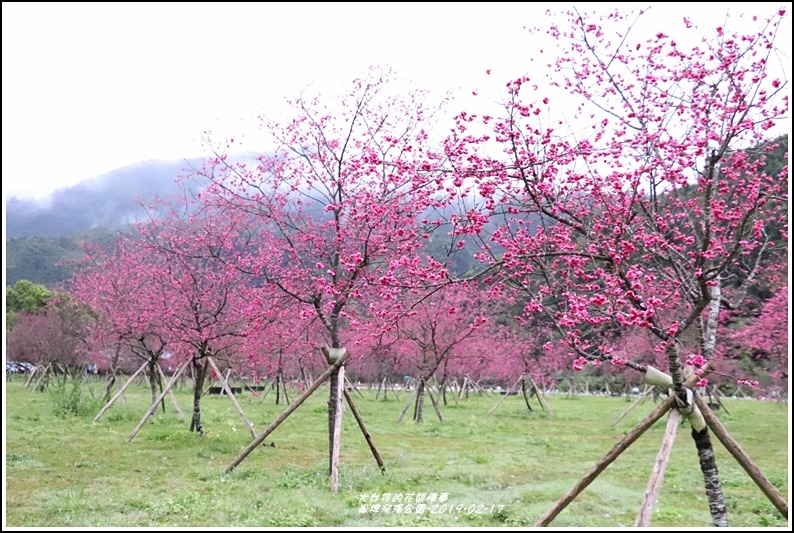 大同崙埤河濱櫻花公園-2019-02-24.jpg