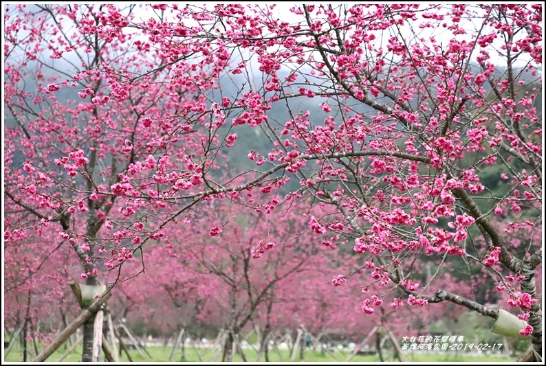 大同崙埤河濱櫻花公園-2019-02-25.jpg