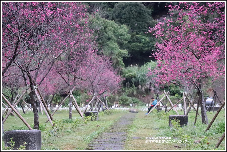 大同崙埤河濱櫻花公園-2019-02-26.jpg