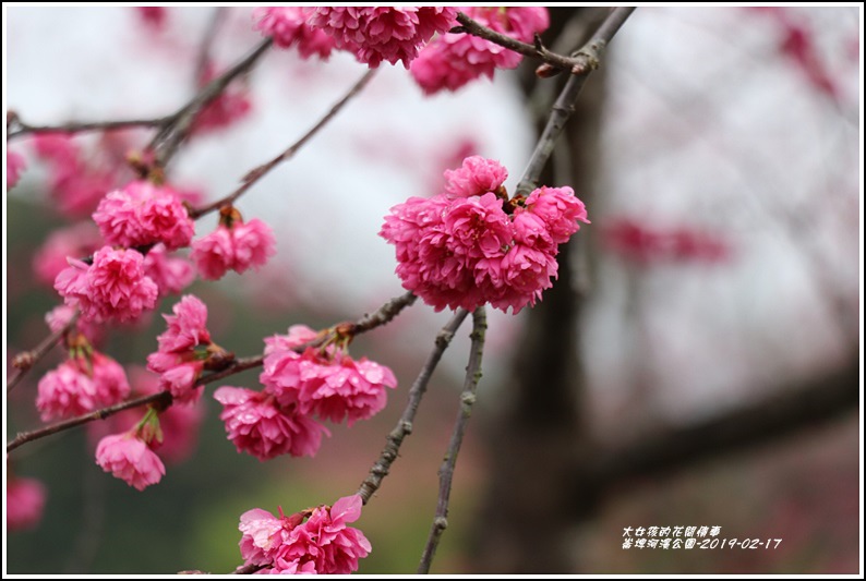 大同崙埤河濱櫻花公園-2019-02-28.jpg